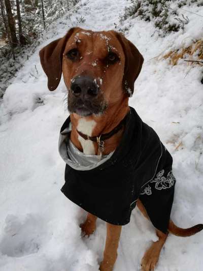 Rhodesian Ridgeback-Beitrag-Bild