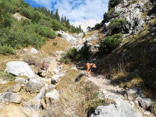 Rhodesian Ridgeback-Beitrag-Bild