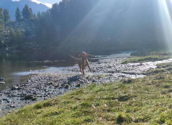 Rhodesian Ridgeback-Beitrag-Bild