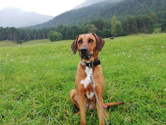 Rhodesian Ridgeback-Beitrag-Bild