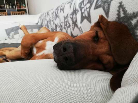 Rhodesian Ridgeback-Beitrag-Bild