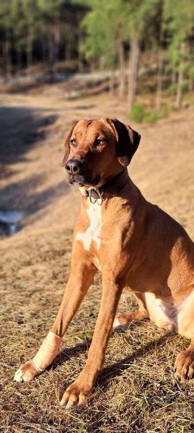 Rhodesian Ridgeback-Beitrag-Bild