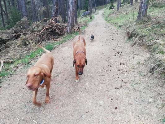 Rhodesian Ridgeback-Beitrag-Bild
