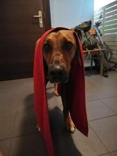 Rhodesian Ridgeback-Beitrag-Bild