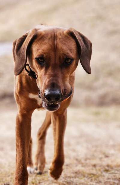Rhodesian Ridgeback-Beitrag-Bild