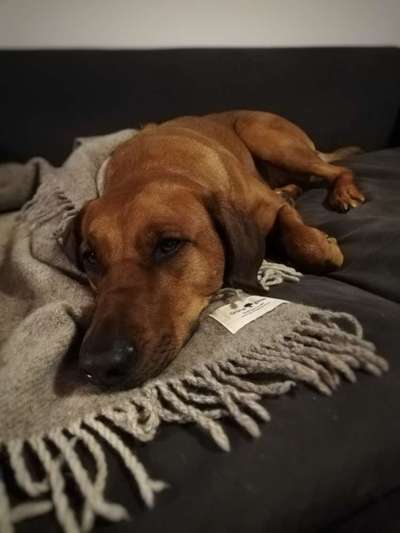 Rhodesian Ridgeback-Beitrag-Bild