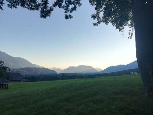 Rhodesian Ridgeback-Beitrag-Bild