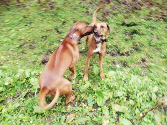 Rhodesian Ridgeback-Beitrag-Bild