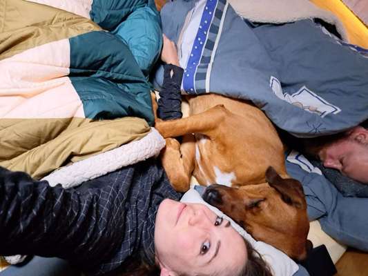 Rhodesian Ridgeback-Beitrag-Bild