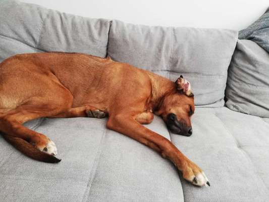 Rhodesian Ridgeback-Beitrag-Bild