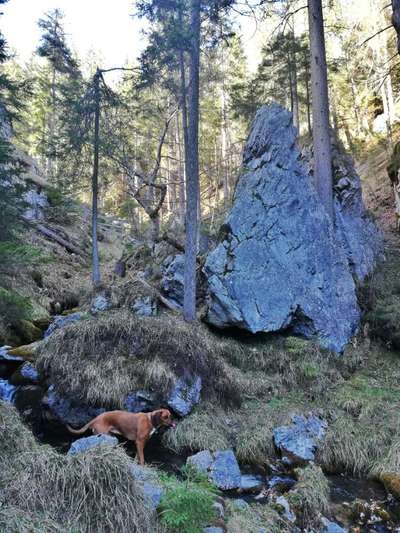 Rhodesian Ridgeback-Beitrag-Bild