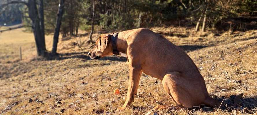 Rhodesian Ridgeback-Beitrag-Bild