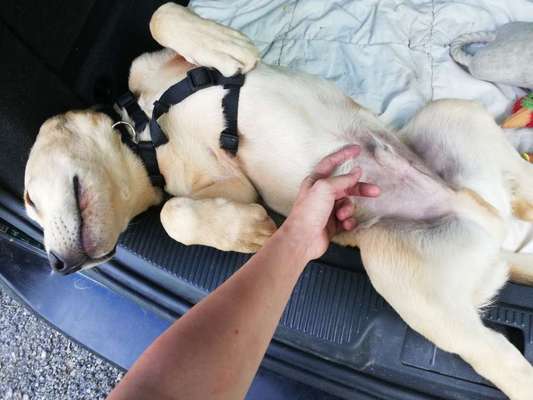 Rhodesian Ridgeback-Beitrag-Bild