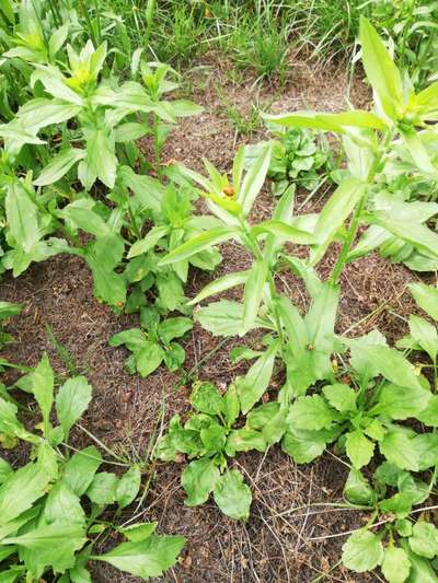 Rhodesian Ridgeback-Beitrag-Bild