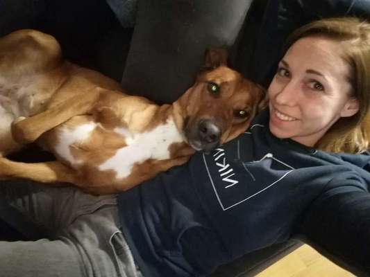 Rhodesian Ridgeback-Beitrag-Bild