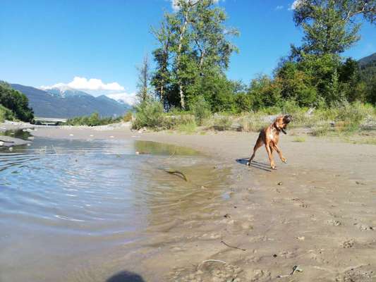 Rhodesian Ridgeback-Beitrag-Bild