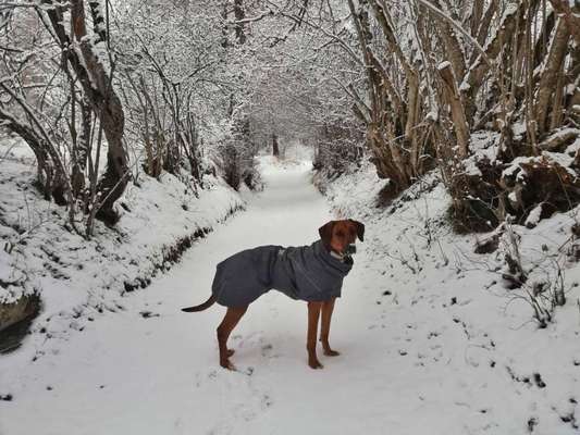 Rhodesian Ridgeback-Beitrag-Bild