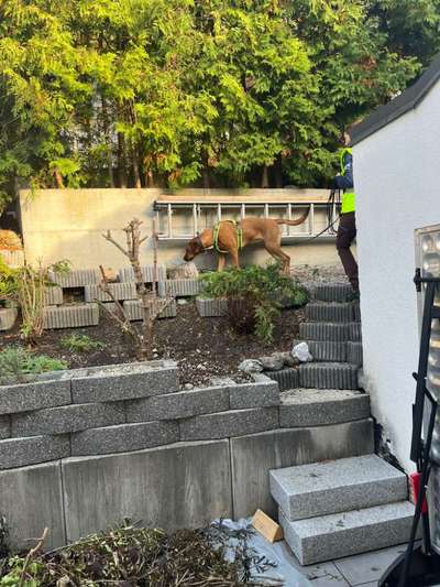 Rhodesian Ridgeback-Beitrag-Bild