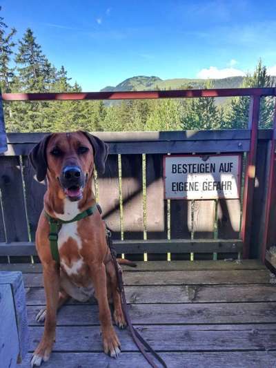 Rhodesian Ridgeback-Beitrag-Bild