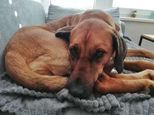 Rhodesian Ridgeback-Beitrag-Bild