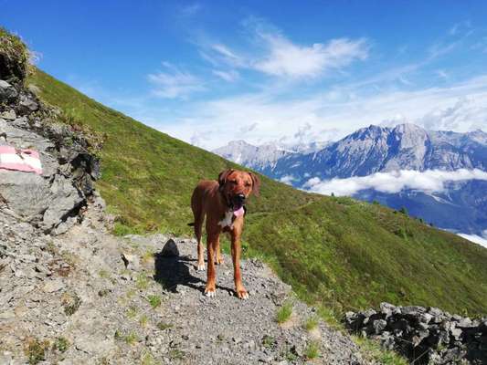 Rhodesian Ridgeback-Beitrag-Bild