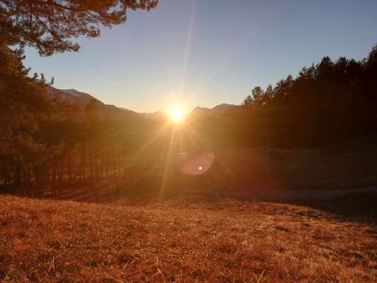 Rhodesian Ridgeback-Beitrag-Bild