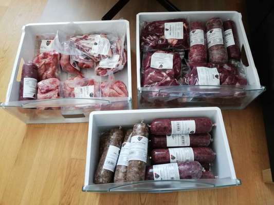 Rhodesian Ridgeback-Beitrag-Bild