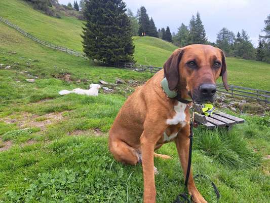 Rhodesian Ridgeback-Beitrag-Bild