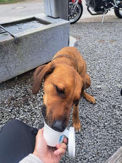 Rhodesian Ridgeback-Beitrag-Bild