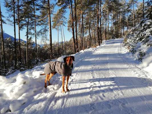 Ridgeback Ausstattung-Beitrag-Bild