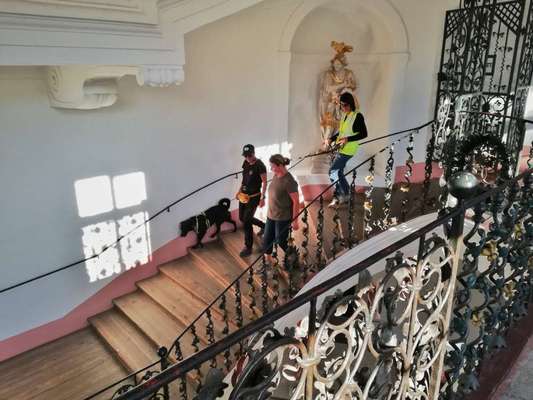 Rhodesian Ridgeback-Beitrag-Bild