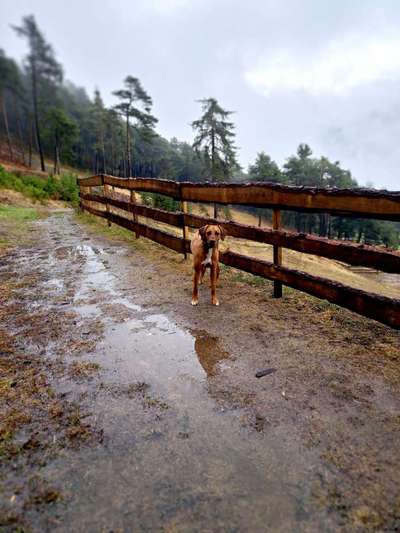 Rhodesian Ridgeback-Beitrag-Bild