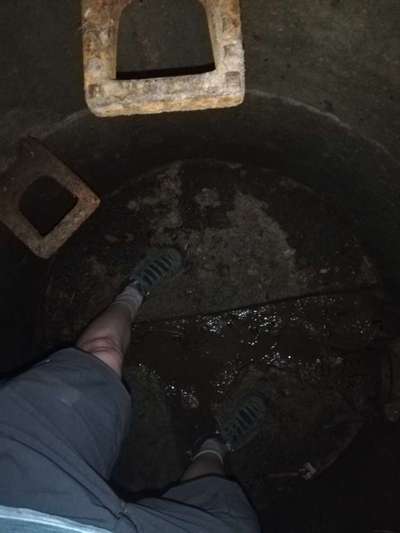 Rhodesian Ridgeback-Beitrag-Bild