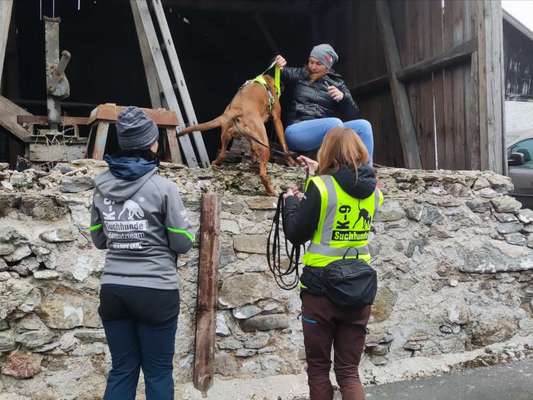 Rhodesian Ridgeback-Beitrag-Bild