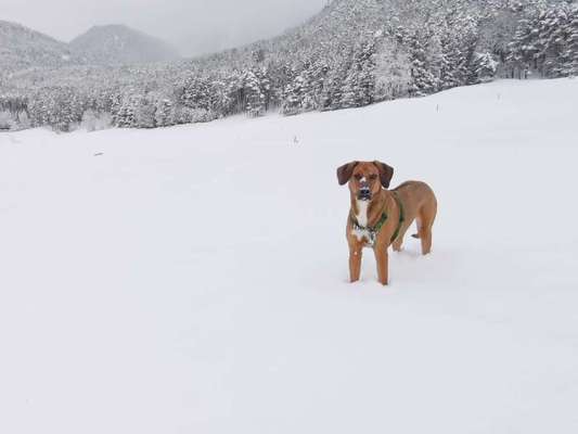 Rhodesian Ridgeback-Beitrag-Bild