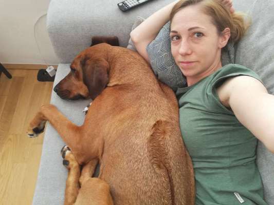 Rhodesian Ridgeback-Beitrag-Bild