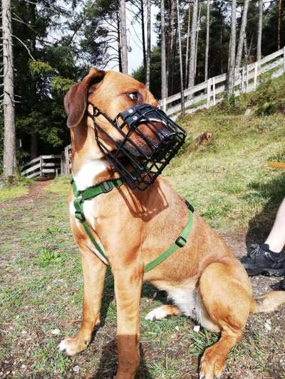 Ridgeback Ausstattung-Beitrag-Bild