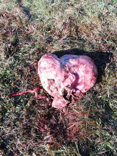 Rhodesian Ridgeback-Beitrag-Bild