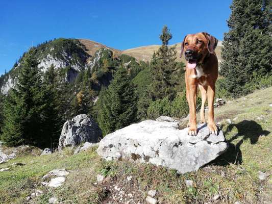 Rhodesian Ridgeback-Beitrag-Bild