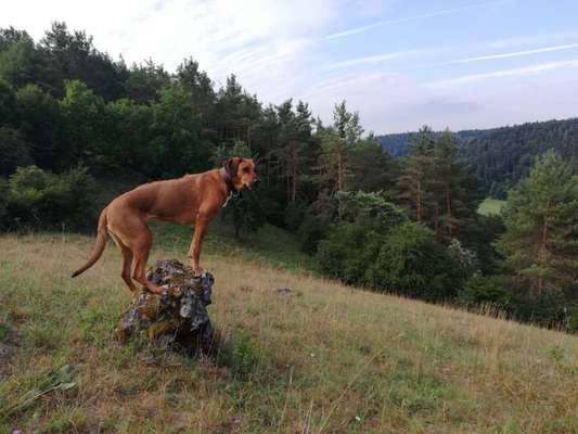 Rhodesian Ridgeback-Beitrag-Bild