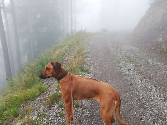 Rhodesian Ridgeback-Beitrag-Bild