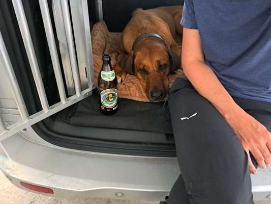 Rhodesian Ridgeback-Beitrag-Bild