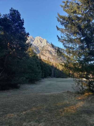 Rhodesian Ridgeback-Beitrag-Bild