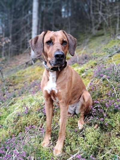 Rhodesian Ridgeback-Beitrag-Bild