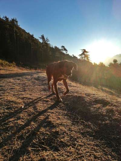 Rhodesian Ridgeback-Beitrag-Bild