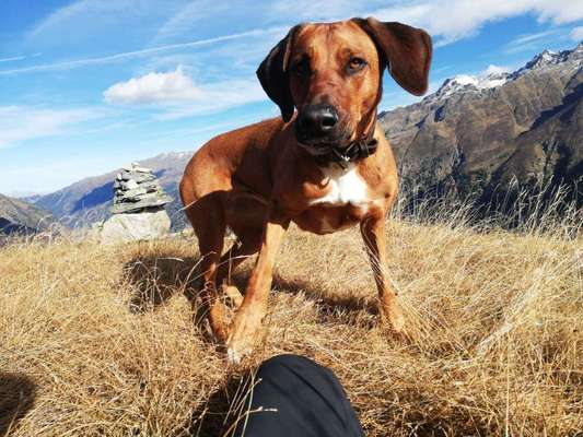 Rhodesian Ridgeback-Beitrag-Bild