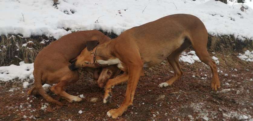 Rhodesian Ridgeback-Beitrag-Bild