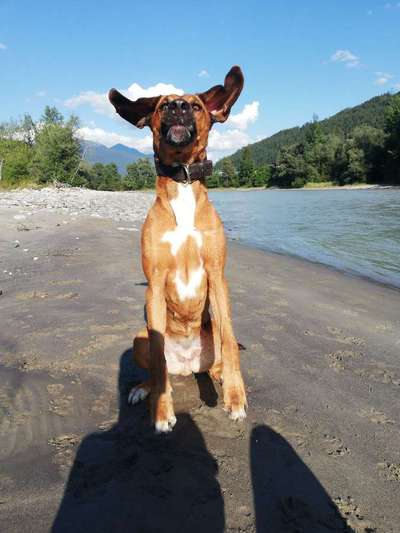 Rhodesian Ridgeback-Beitrag-Bild