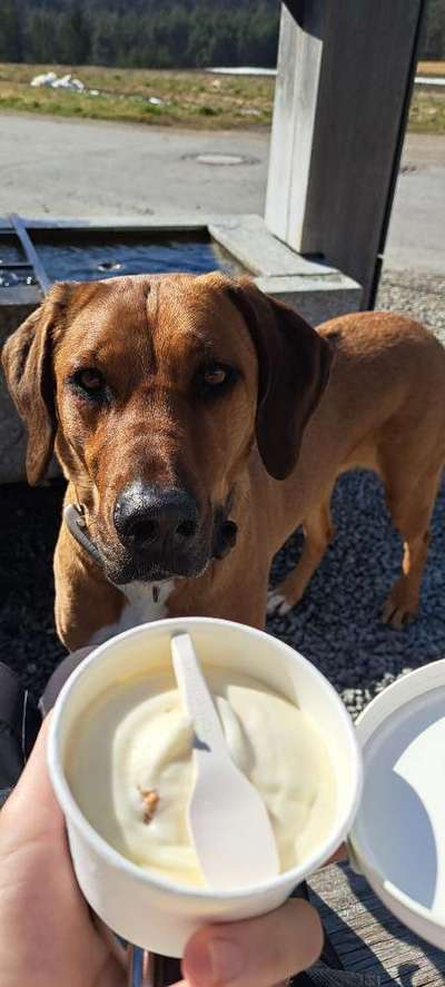 Rhodesian Ridgeback-Beitrag-Bild