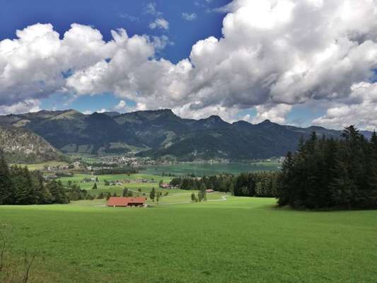 Rhodesian Ridgeback-Beitrag-Bild